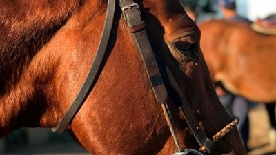 Alerta sanitaria en Unquillo: denuncian robo y faena clandestina de caballos - Perfil