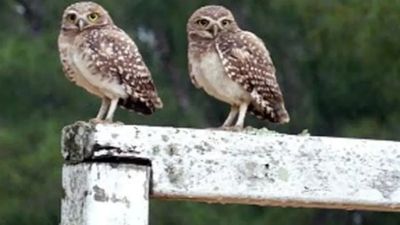 Indignación en Unquillo: denuncian a un vecino por matar lechuzas vizcacheras