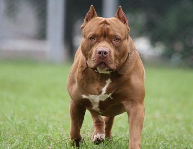 Un pitbull atacó a una jubilada y los vecinos tuvieron que apuñalarlo - La Gaceta